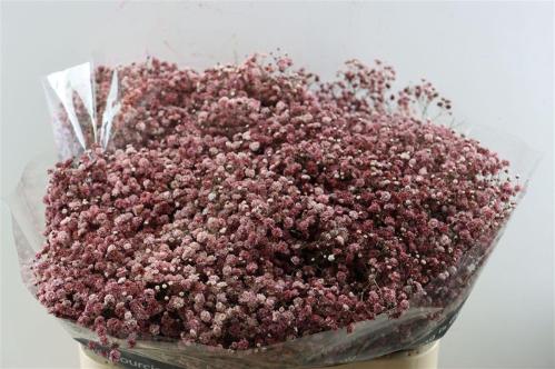 Gypsophila overig kleurbehandeld H%