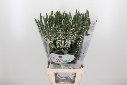 Lysimachia Moonlight