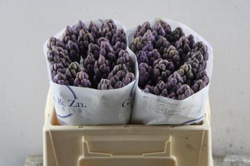 Hyacinthus orientalis 'Amaranta'