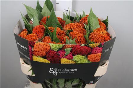 Celosia argentea (Cristata Grp) 'Act Zara'