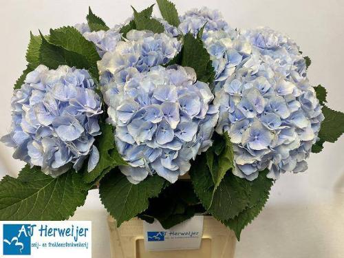 Hydrangea macrophylla 'Verena' (blauw)