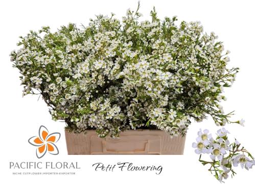 Chamelaucium 'Denmark Pearl'