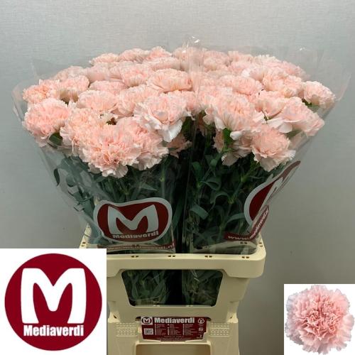 Dianthus standaard Hanoi