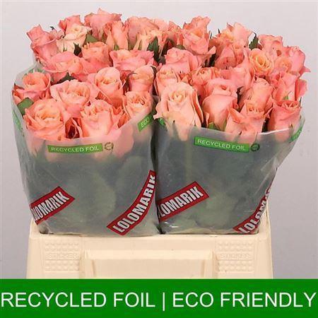 Rosa grootbloemig Miss Piggy+