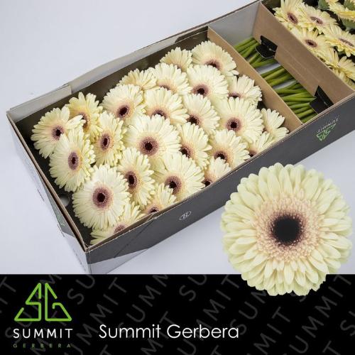 Gerbera grootbloemig 'Eclair'