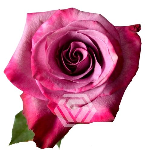 Rosa grootbloemig Violet Hill+