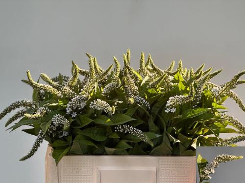 Lysimachia clethroides