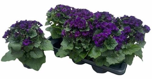 Pericallis (Cruentus Grp) Mandala Purple