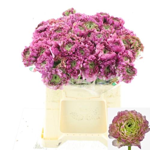 Ranunculus asiaticus 'Pon-Pon Malva'