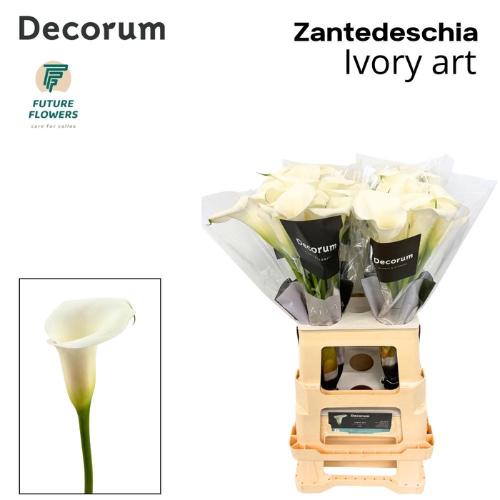 Zantedeschia Ivory Art