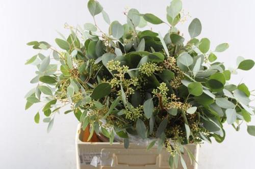 Eucalyptus per bos populifolia (met bes)