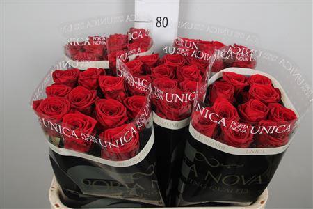 Rosa grootbloemig Red Naomi!