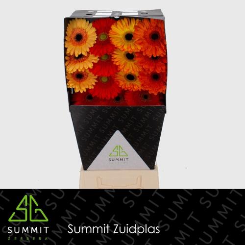 Gerbera grootbloemig gemengd