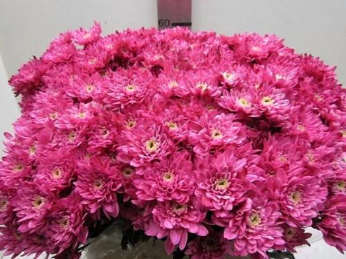 Chrysanthemum Indicum Grp tros kas kleurbehandeld H%