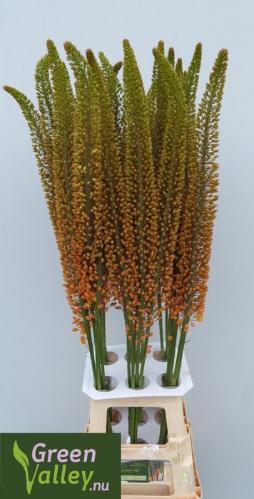 Eremurus 'Emmy-Ro'
