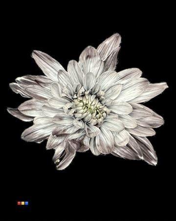 Chrysanthemum Indicum Grp tros kas kleurbehandeld H%