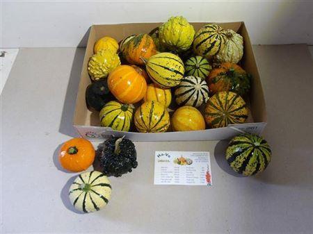 Siervruchten per stuk Cucurbita pepo gemengd