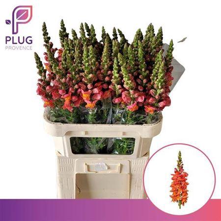 Antirrhinum majus 'Potomac Dark Orange'