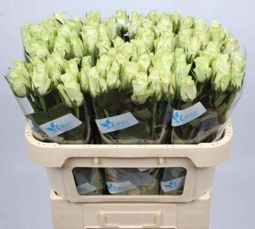 Rosa grootbloemig Athena