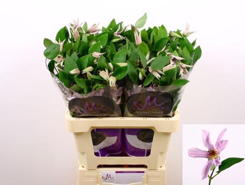 Clematis Amazing Miami