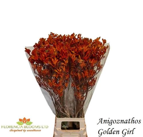 Anigozanthos 'Golden Girl'