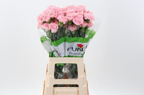 Dianthus srtandaard Jodie