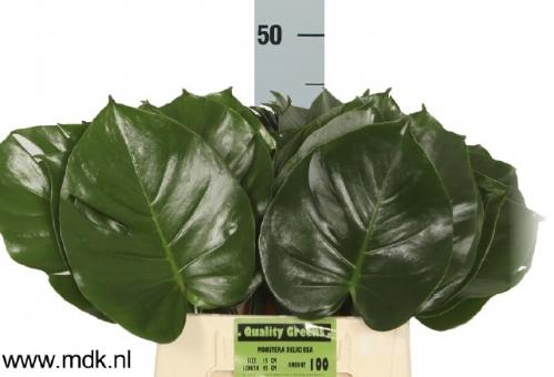 Monstera (blad)