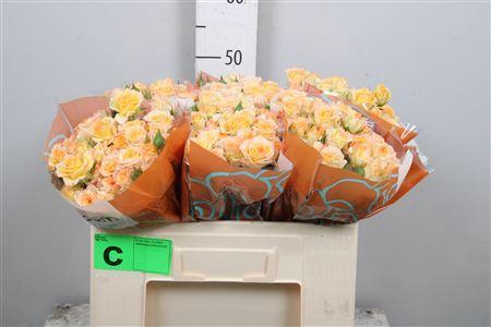 Rosa tros Sweet Chablis