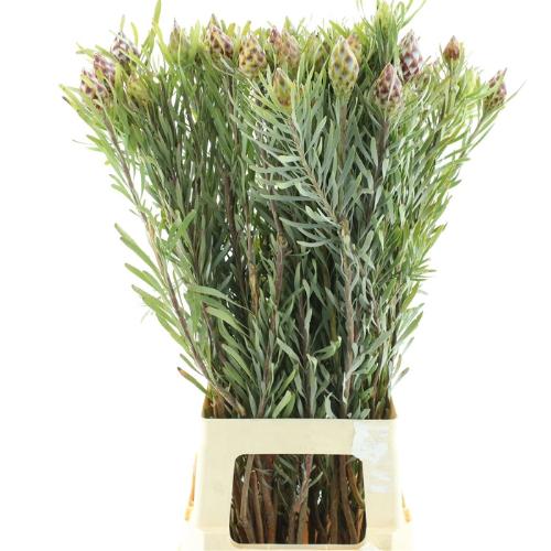 Leucadendron overig