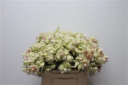 Serruria florida Pretty N White