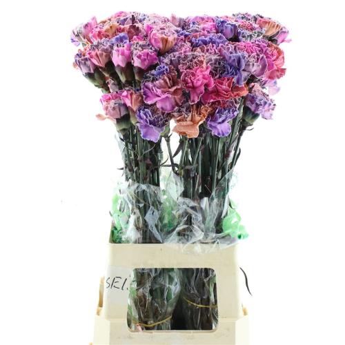 Dianthus standaard kleurbehandeld H%