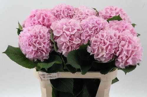 Hydrangea macrophylla 'Verena'