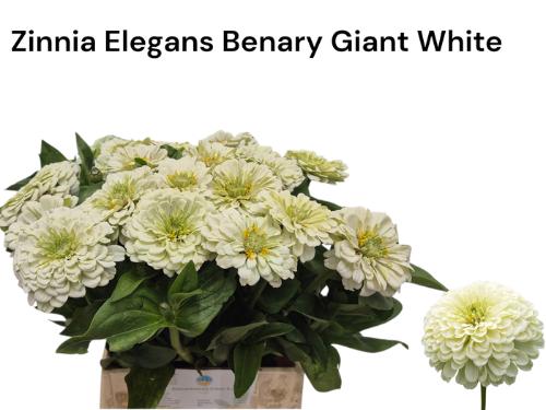Zinnia elegans