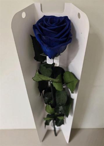 Rosa grootbloemig kleurbehandeld H%