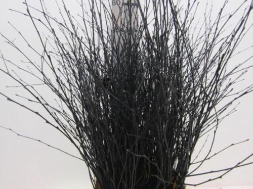 Betula kleurbehandeld H%