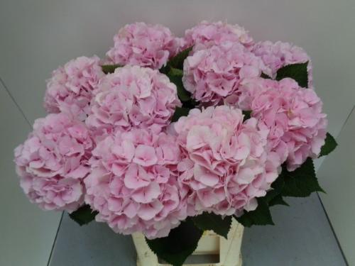 Hydrangea macrophylla 'Verena'