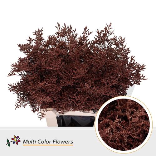 Limonium overig kleurbehandeld H%