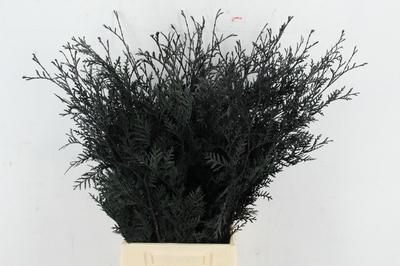 Decoratiegroen kleurbehandeld H%