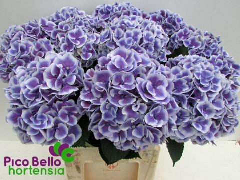Hydrangea macrophylla 'Harlekijn' (blauw)