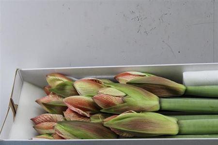 Hippeastrum Galaxy Grp 'Popov'