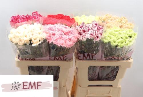 Dianthus standaard gemengd in fust