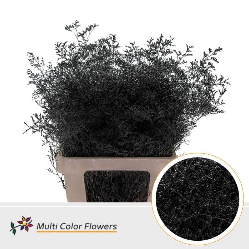 Limonium overig kleurbehandeld H%