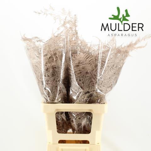 Asparagus overig kleurbehandeld H%