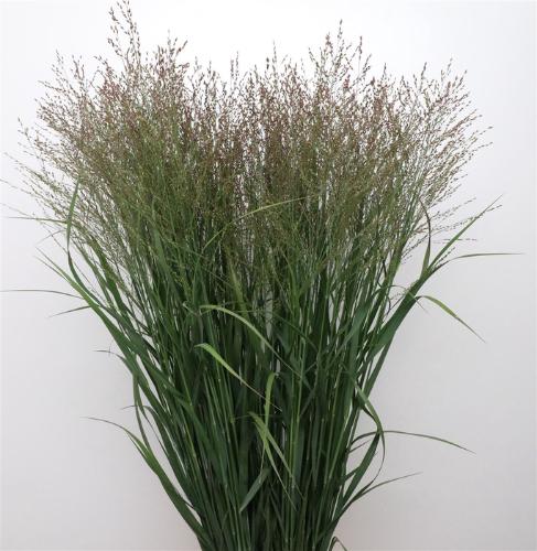 Panicum virgatum 'Thundercloud'