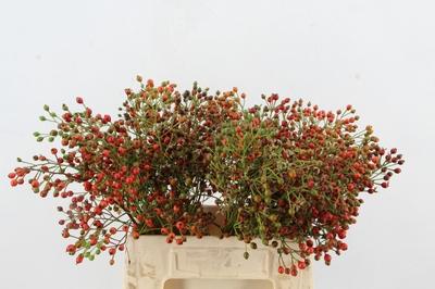 Rosa overig (rozenbottel)
