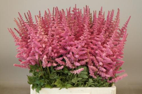 Astilbe chinensis 'Loud and Proud'