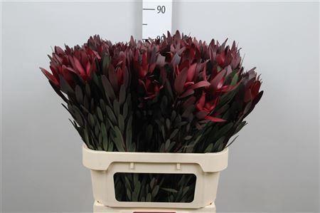 Leucadendron 'Safari Sunset'