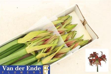 Hippeastrum Galaxy Grp 'Happy Valley'