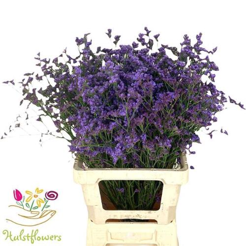 Limonium sinensis Kansas Blue