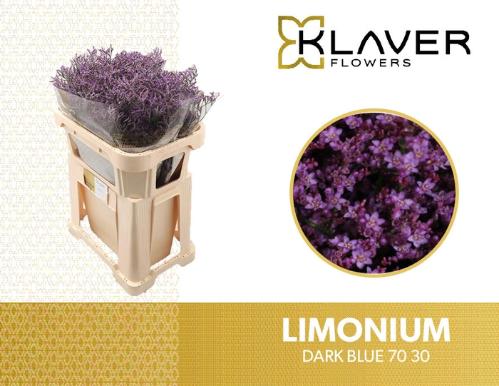 Limonium Safora Dark Blue